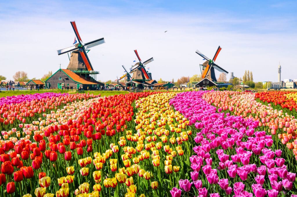 Cheap Flights to the Netherlands