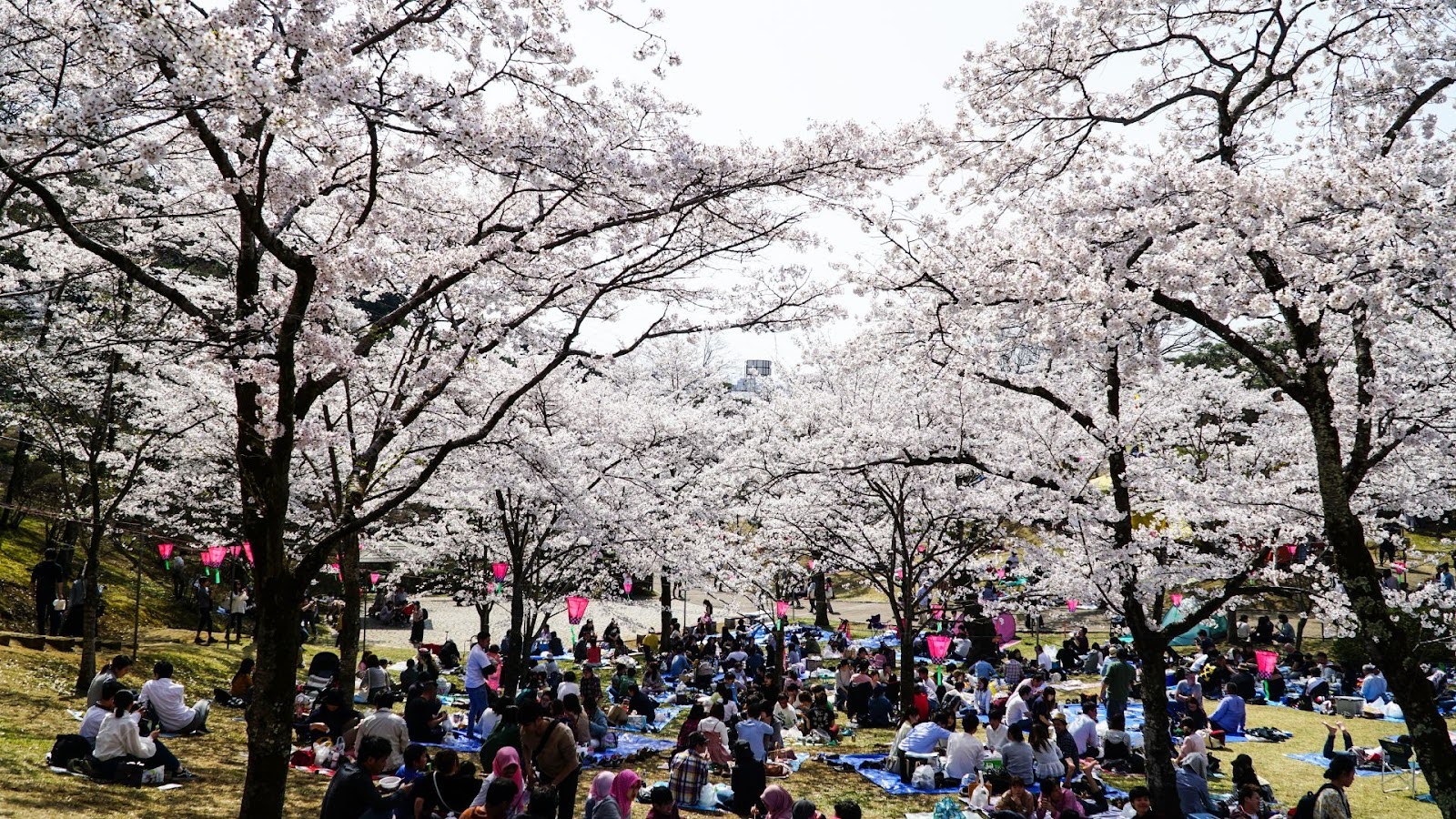 Spring Festivals Around the World - Hanami, Japan