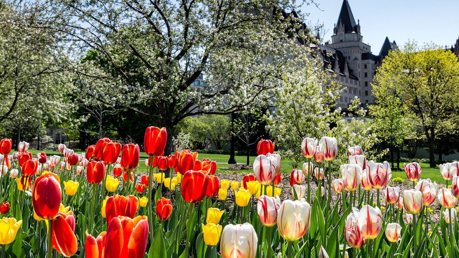 Spring Festivals Around the World - Holland Tulip Festival, Netherlands